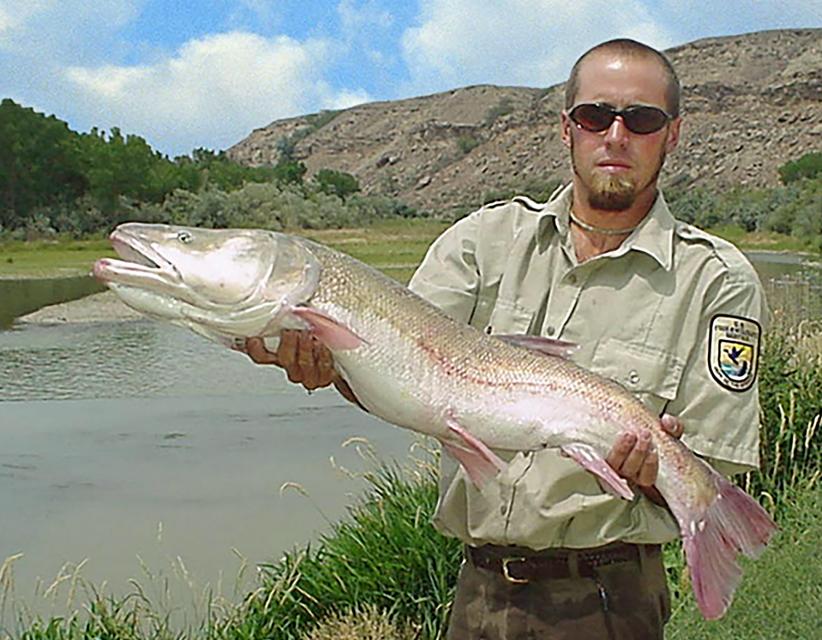 Image shows a federal wildlife official holding an adult Colorado pikeminnow captured on the Gunnison River. The Upper Colorado River Basin supports a remnant population of the federally endangered species. 