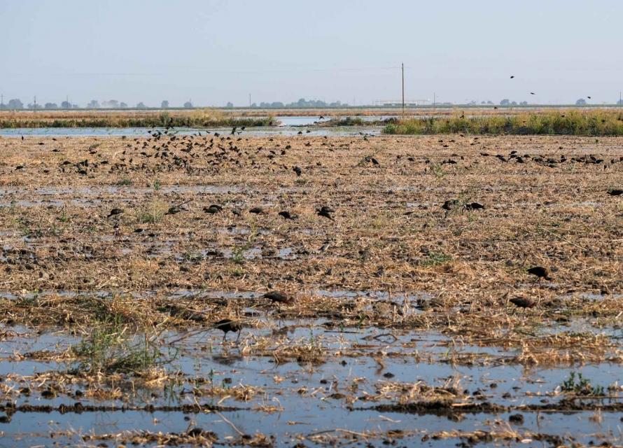 Groundwater recharge projects, such as this one near Capinero Creek in Tulare County, offer multiple benefits, including waterfowl habitat.  
