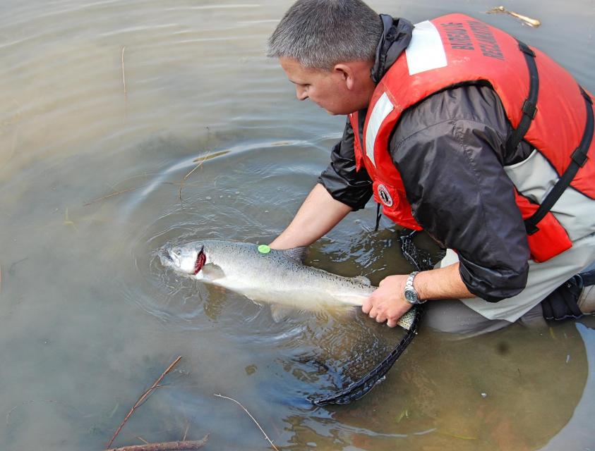 Salmon release in the San Joaquin River