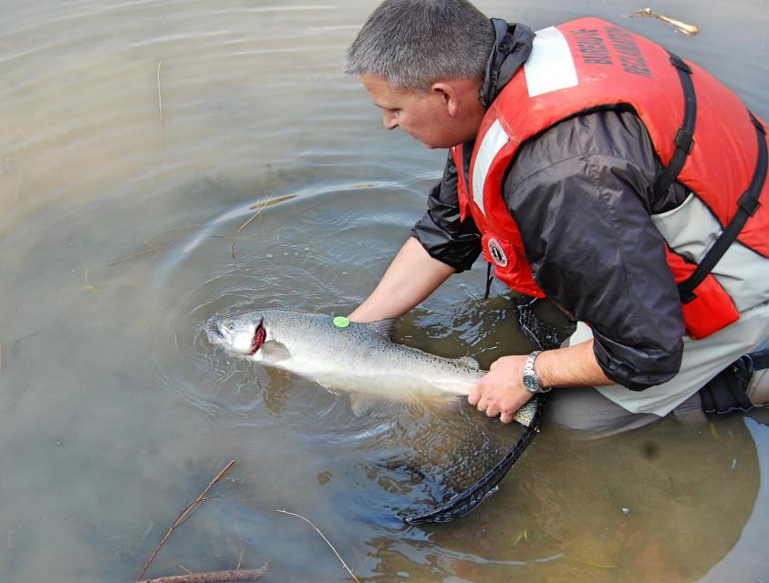 Salmon is released into the San Joaquin River.