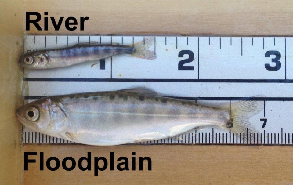 Salmon that spent time feeding on floodplains grew larger than salmon raised in the Sacramento River. 