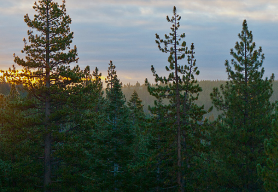 Sagehen Experimental Forest at sunrise