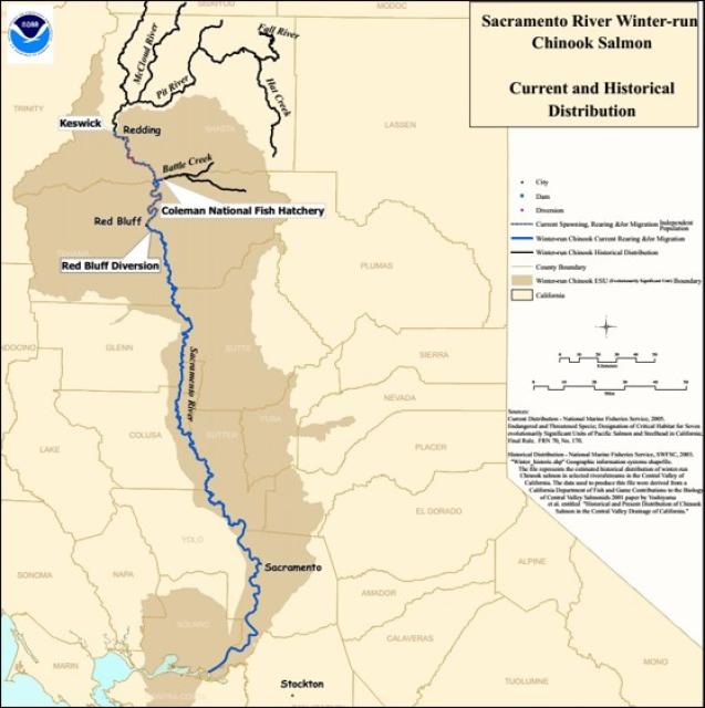 Chinook salmon migration path on the Sacramento River