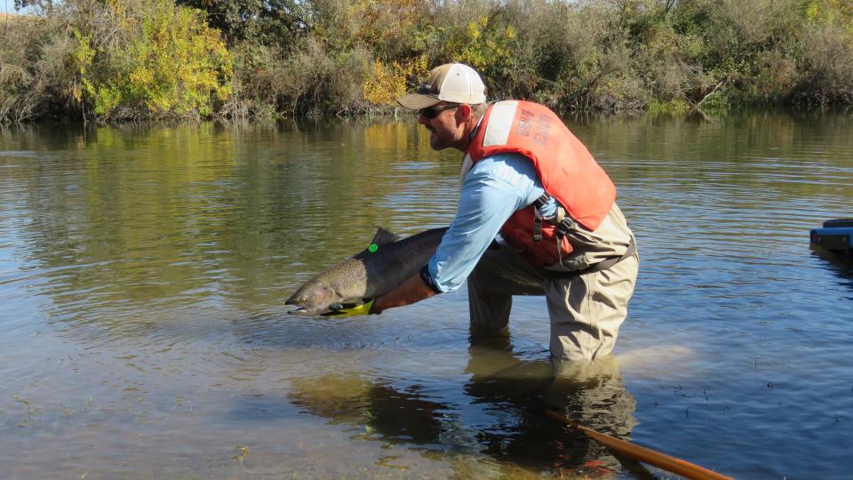 Photo of salmon being released into the San Joaquin River. 