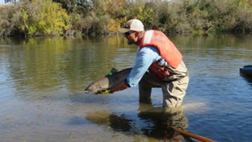 Fishery worker releasing a fish in the San Joaquin River.