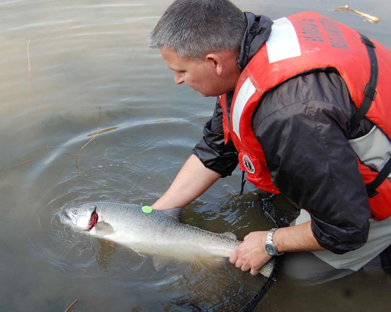Participants on the San Joaquin River Restoration Tour will hear about efforts to revive salmon. 