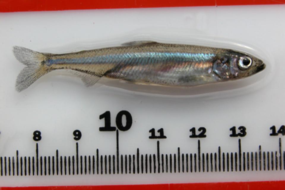 Delta Smelt - Water Education Foundation