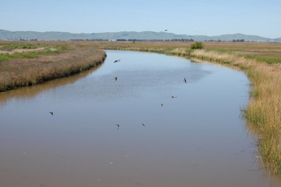 Suisun Marsh