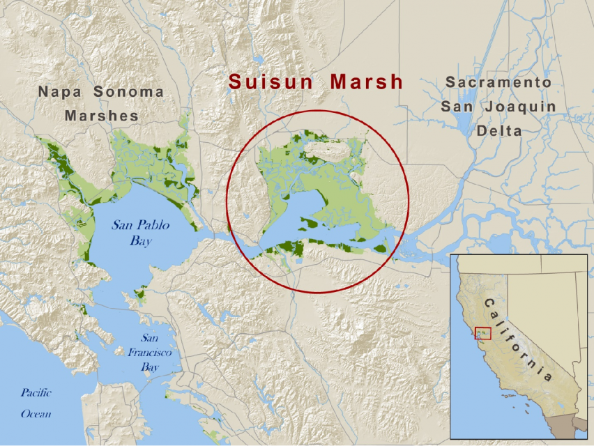 Suisun Marsh