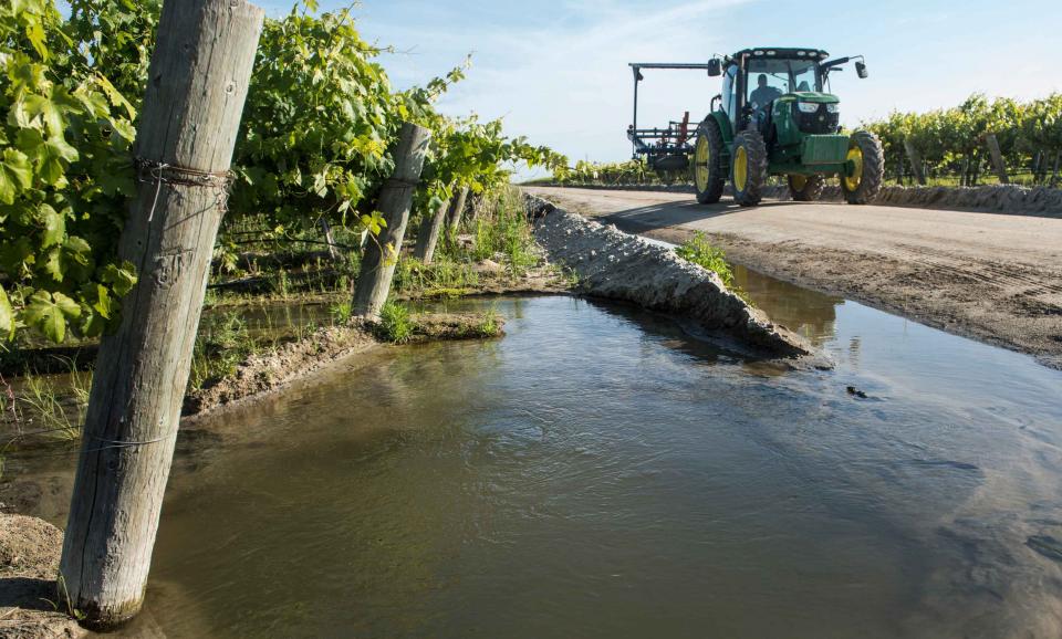 A vineyard in Fresno County is flooded to help put water back in the ground.  