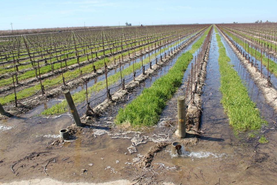 Flooding a vineyard at Terranova Ranch to put water back into the ground.