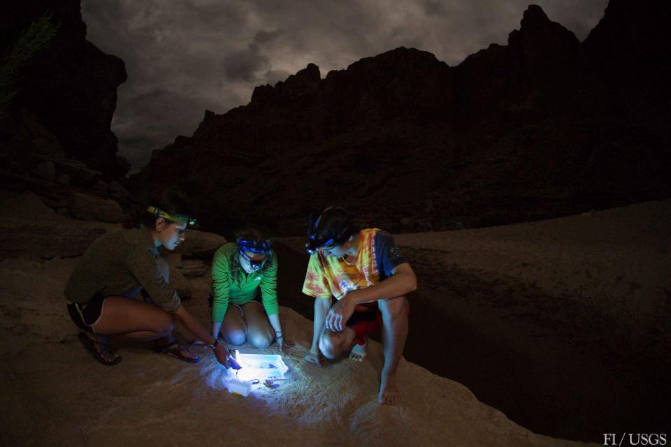 Citizen scientists on a Grand Canyon Youth river trip collect samples of adult aquatic insects using a light trap.   