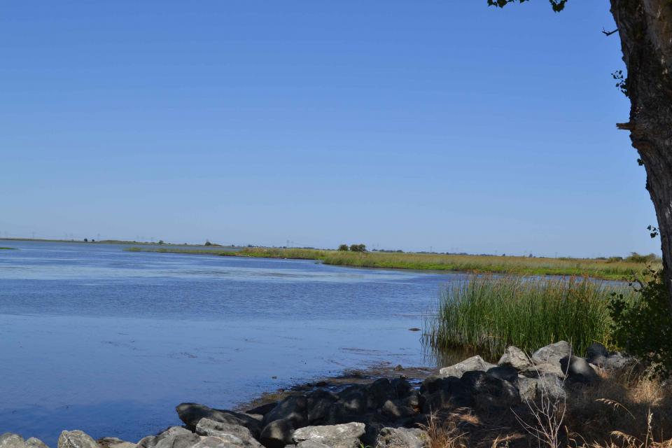 Big Break Regional Shoreline offers habitat for a variety of birds and animals. 