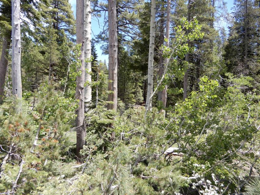 The short conifers in the foreground are the type of trees that will be cleared as part of the restoration work in the North Yuba River watershed. 