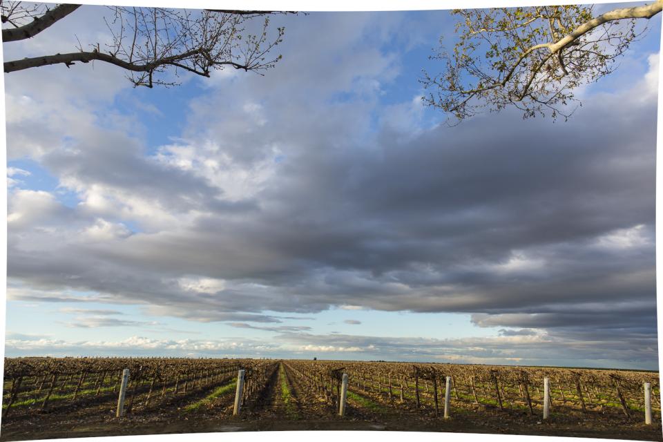 A view of a San Joaquin Valley vineyard.