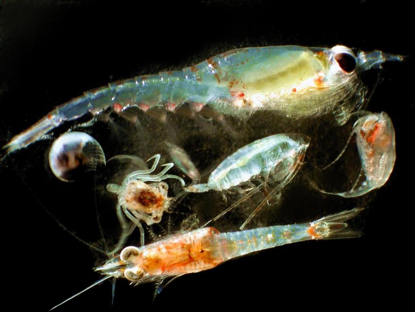 Examples of zooplankton