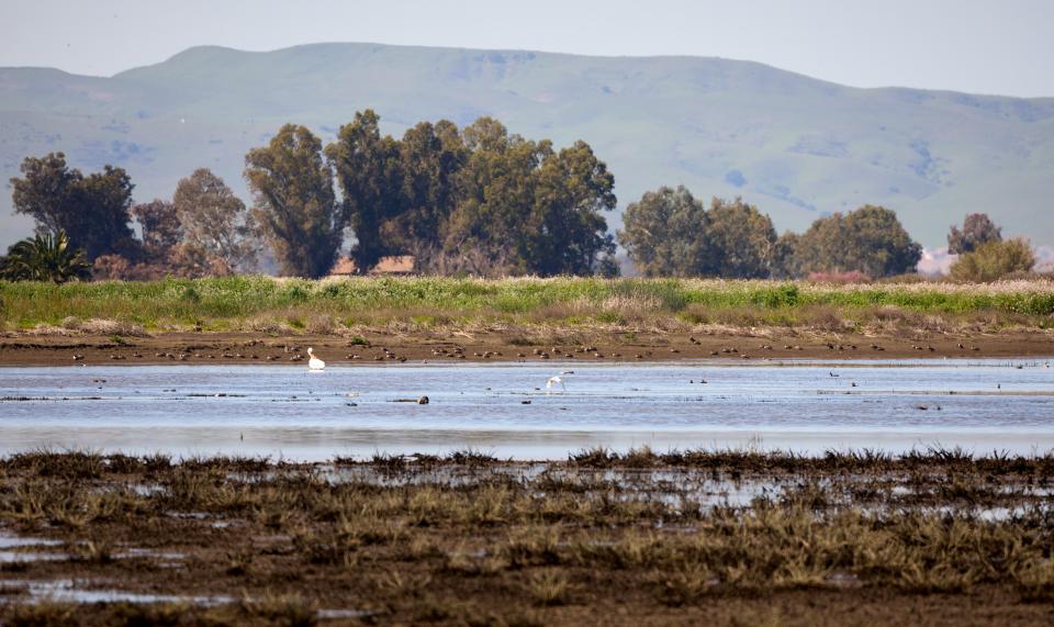 Suisun Marsh