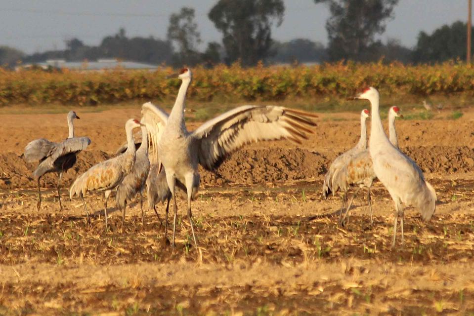Sandhill cranes gather at the Cosumnes River Preserve south of Sacramento.