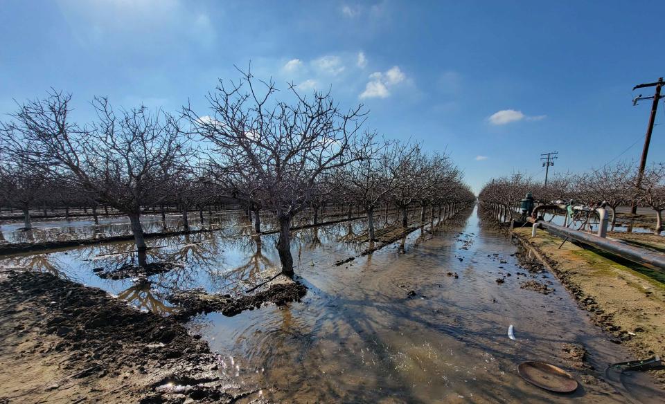 An intentionally flooded almond orchard in Tulare County