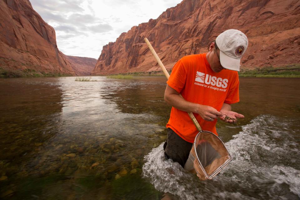U.S. Geological Survey research ecologist Ted Kennedy collects aquatic invertebrates in the Colorado River below Glen Canyon Dam.