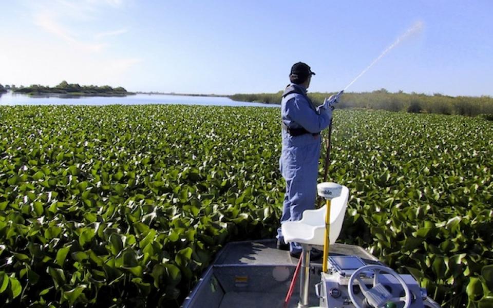 Water hyacinth choke a channel in the Sacramento-San Joaquin Delta.