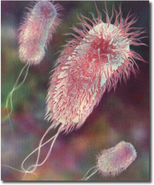 Image shows a close up of E. coli